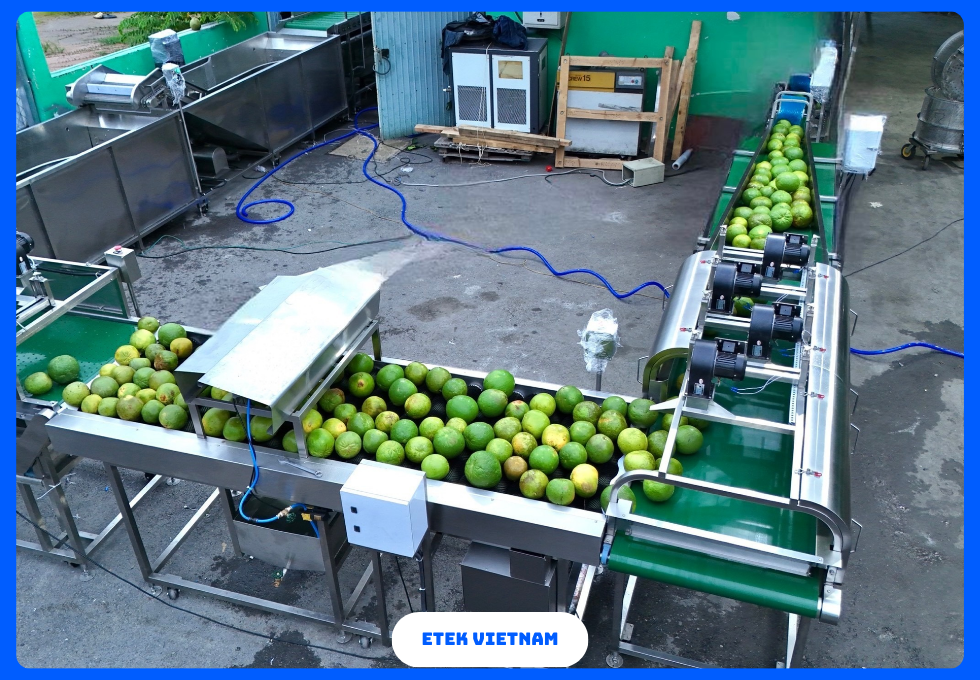 DÂY CHUYỀN RỬA PHÂN LOẠI CẮT GỌT RAU CỦ QUẢ