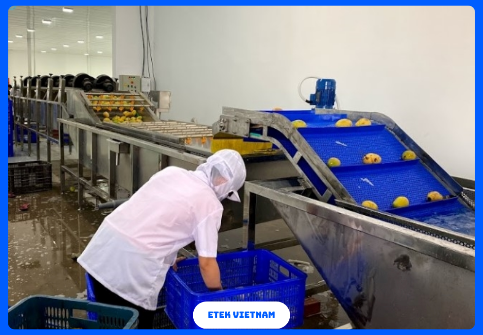 DÂY CHUYỀN RỬA PHÂN LOẠI CẮT GỌT RAU CỦ QUẢ