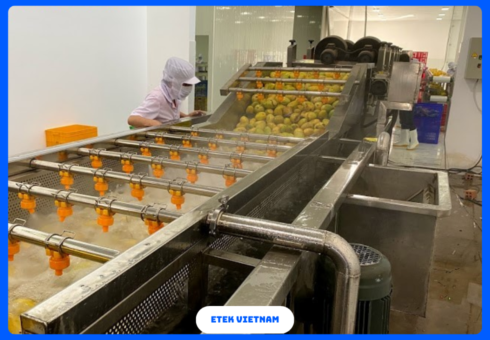 DÂY CHUYỀN RỬA PHÂN LOẠI CẮT GỌT RAU CỦ QUẢ