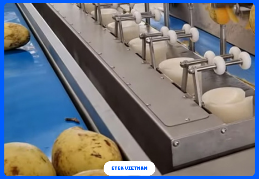 DÂY CHUYỀN RỬA PHÂN LOẠI CẮT GỌT RAU CỦ QUẢ
